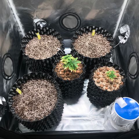 Zkittlez Express growlog timeline photo