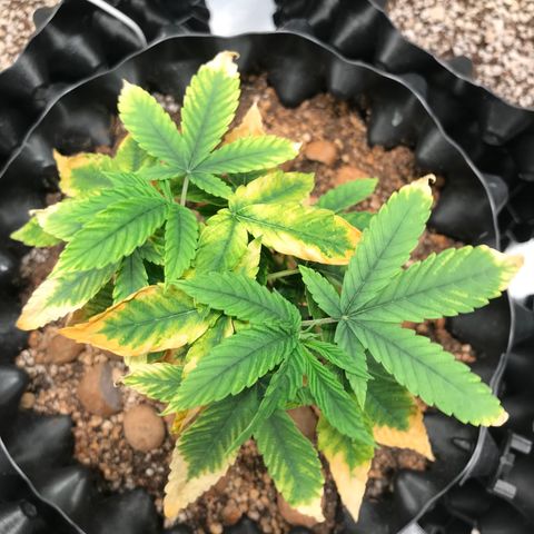 Amnesia Haze growlog timeline photo