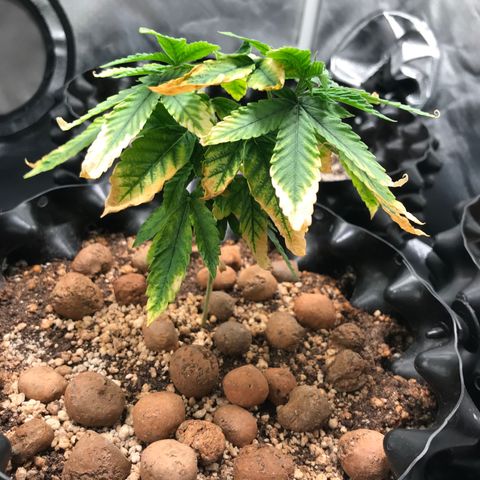 Amnesia Haze growlog timeline photo