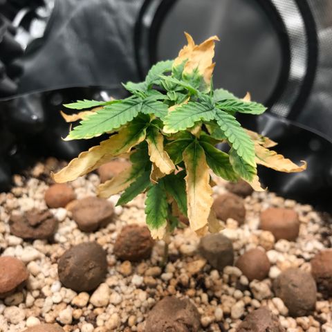 Cheese growlog timeline photo