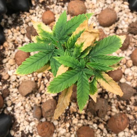 Cheese growlog timeline photo