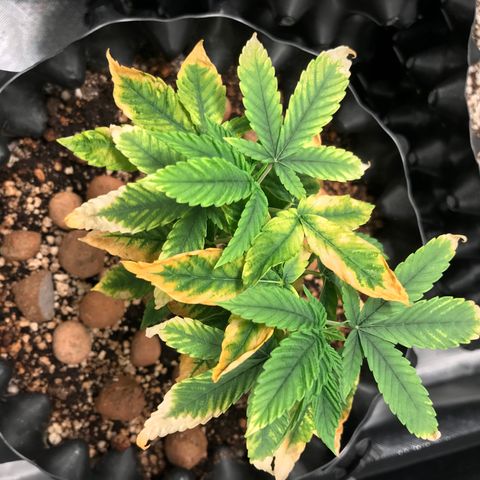 Amnesia Haze growlog timeline photo