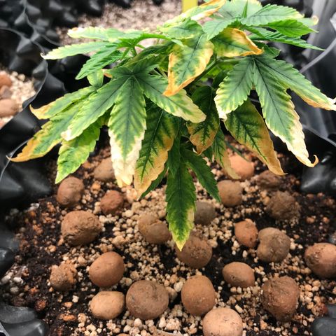Amnesia Haze growlog timeline photo