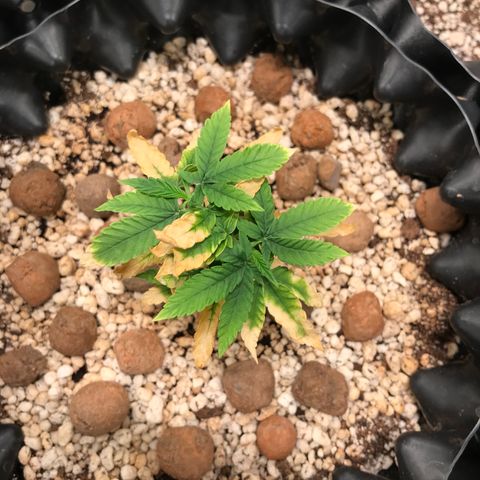 Cheese growlog timeline photo