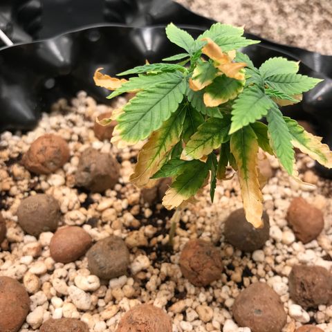 Cheese growlog timeline photo