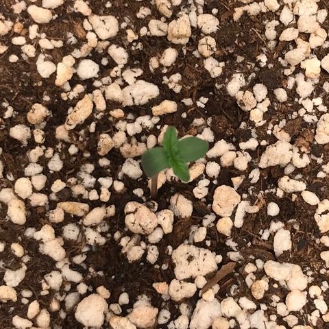 Zkittlez Express growlog timeline photo