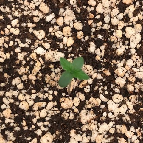 Zkittlez Express growlog timeline photo
