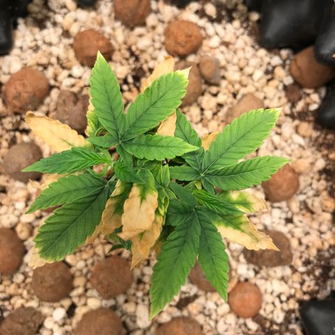 Cheese growlog timeline photo