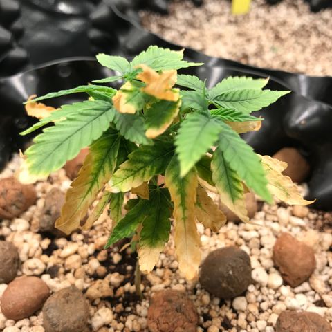 Cheese growlog timeline photo