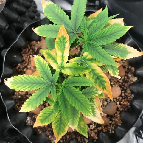 Amnesia Haze growlog timeline photo