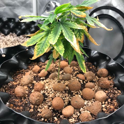 Amnesia Haze growlog timeline photo
