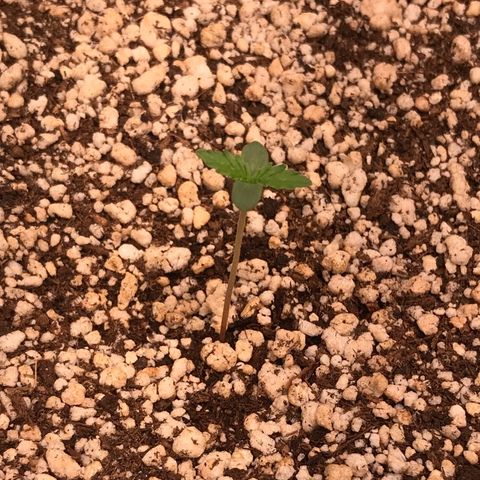 Zkittlez Express growlog timeline photo