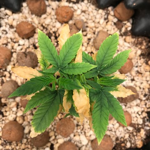 Cheese growlog timeline photo