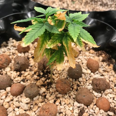 Cheese growlog timeline photo