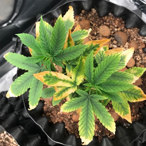 Amnesia Haze growlog timeline photo