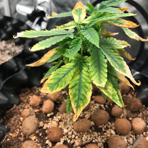 Amnesia Haze growlog timeline photo