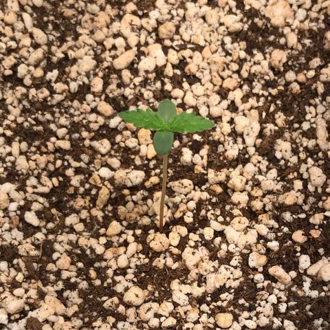 Zkittlez Express growlog timeline photo