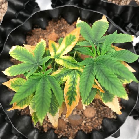 Amnesia Haze growlog timeline photo