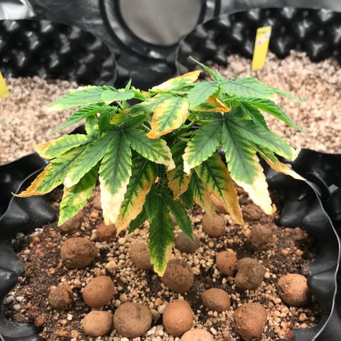 Amnesia Haze growlog timeline photo