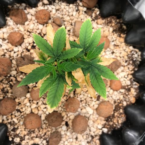 Cheese growlog timeline photo