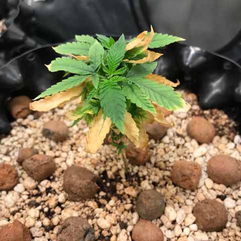Cheese growlog timeline photo