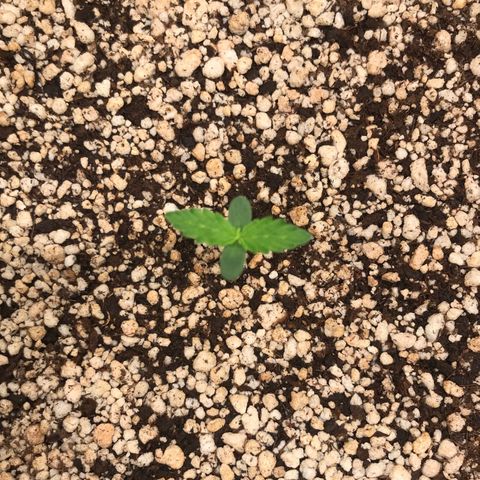Zkittlez Express growlog timeline photo