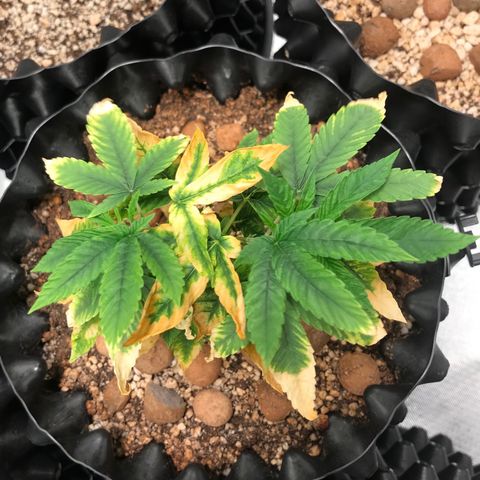 Amnesia Haze growlog timeline photo