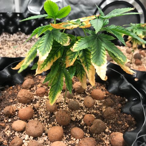 Amnesia Haze growlog timeline photo