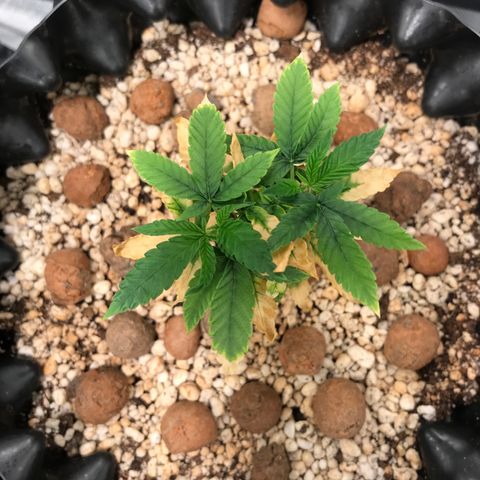 Cheese growlog timeline photo