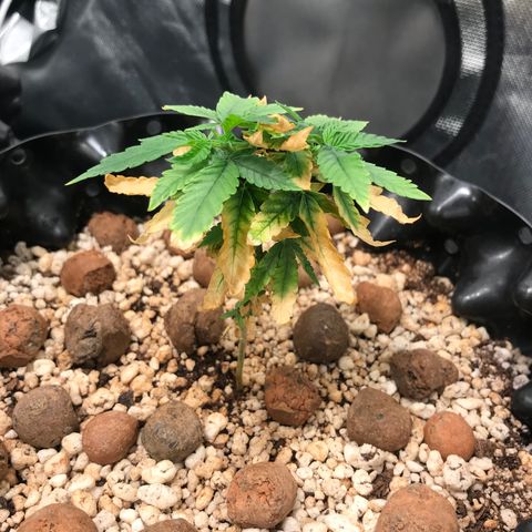 Cheese growlog timeline photo