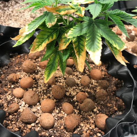 Amnesia Haze growlog timeline photo