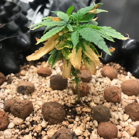 Cheese growlog timeline photo