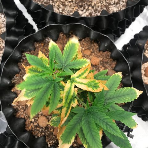 Amnesia Haze growlog timeline photo