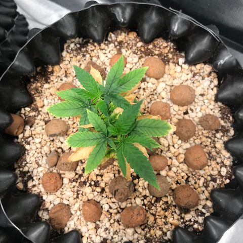 Cheese growlog timeline photo