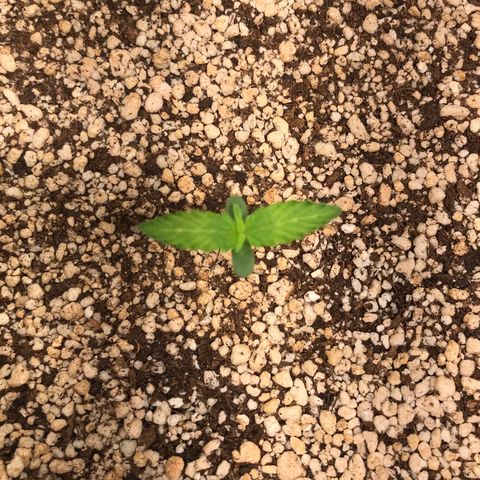 Zkittlez Express growlog timeline photo