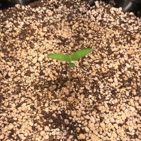 Zkittlez Express growlog timeline photo