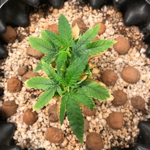 Cheese growlog timeline photo