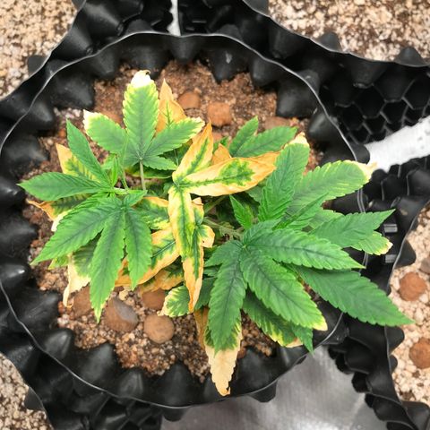 Amnesia Haze growlog timeline photo