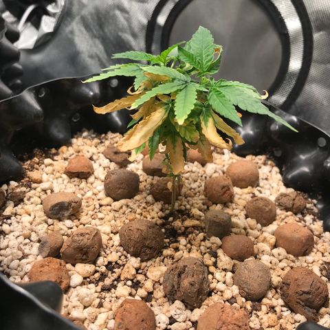 Cheese growlog timeline photo