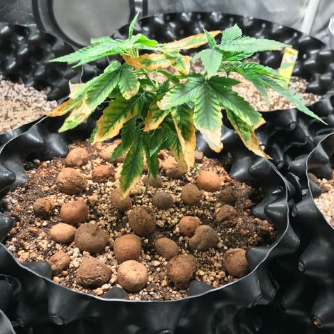 Amnesia Haze growlog timeline photo