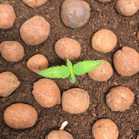 Zkittlez Express growlog timeline photo