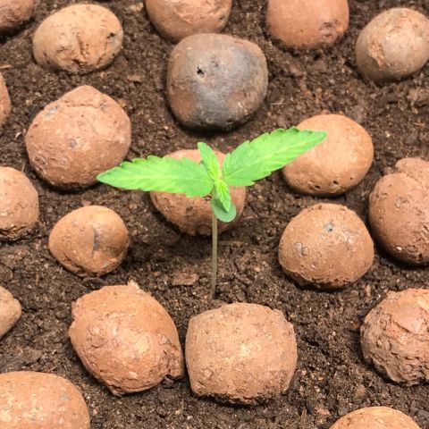 Zkittlez Express growlog timeline photo