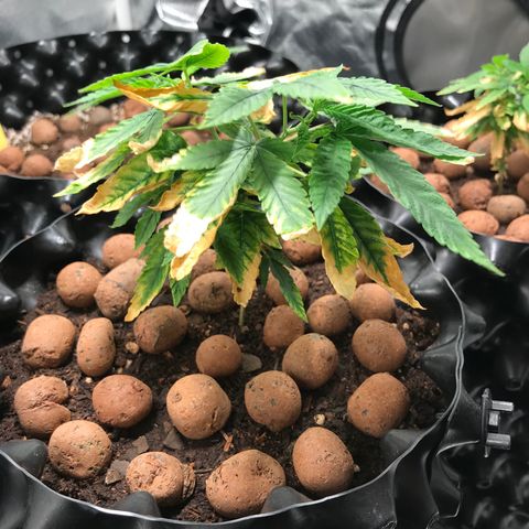 Amnesia Haze growlog timeline photo