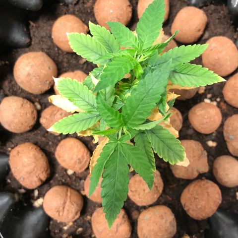 Cheese growlog timeline photo