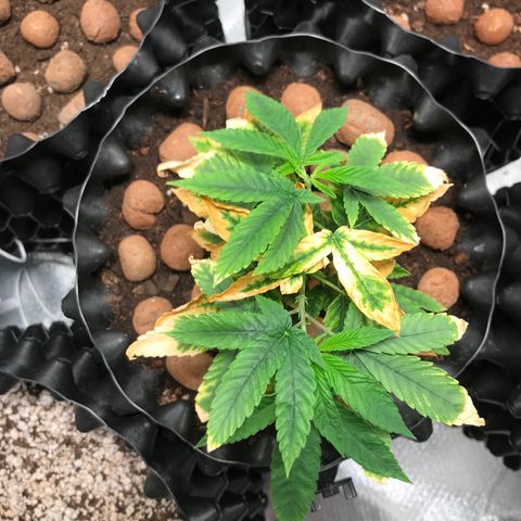 Amnesia Haze growlog timeline photo