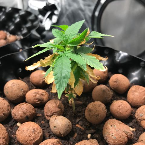 Cheese growlog timeline photo