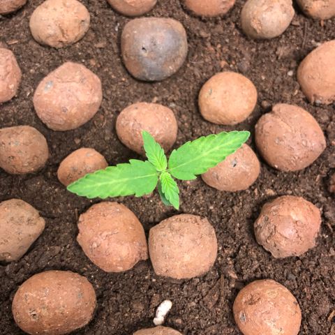Zkittlez Express growlog timeline photo