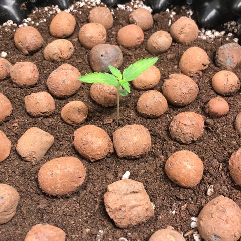 Zkittlez Express growlog timeline photo