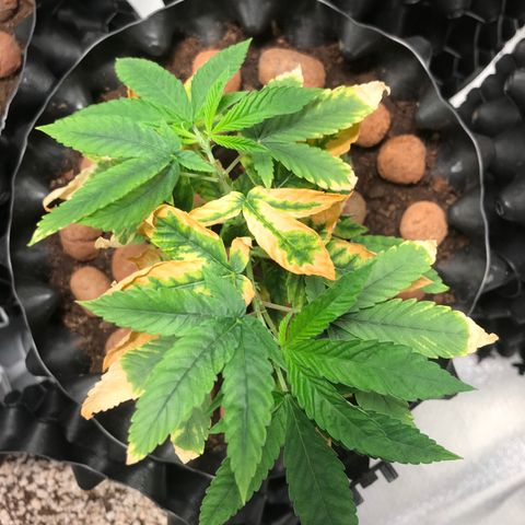 Amnesia Haze growlog timeline photo