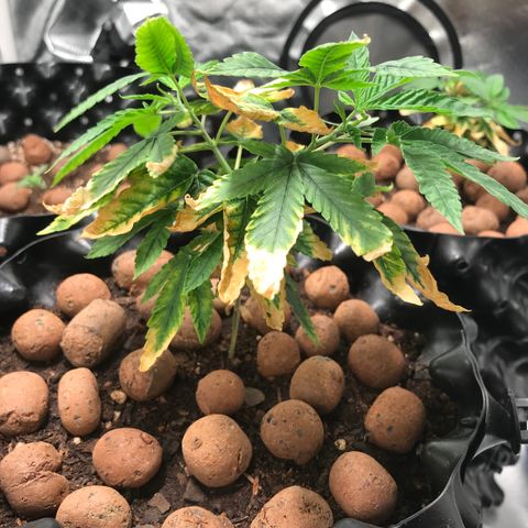 Amnesia Haze growlog timeline photo